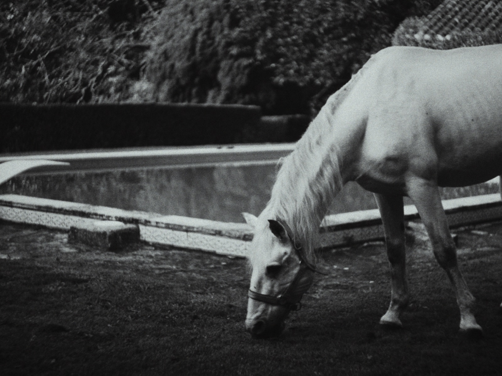 Alegria — cavalo