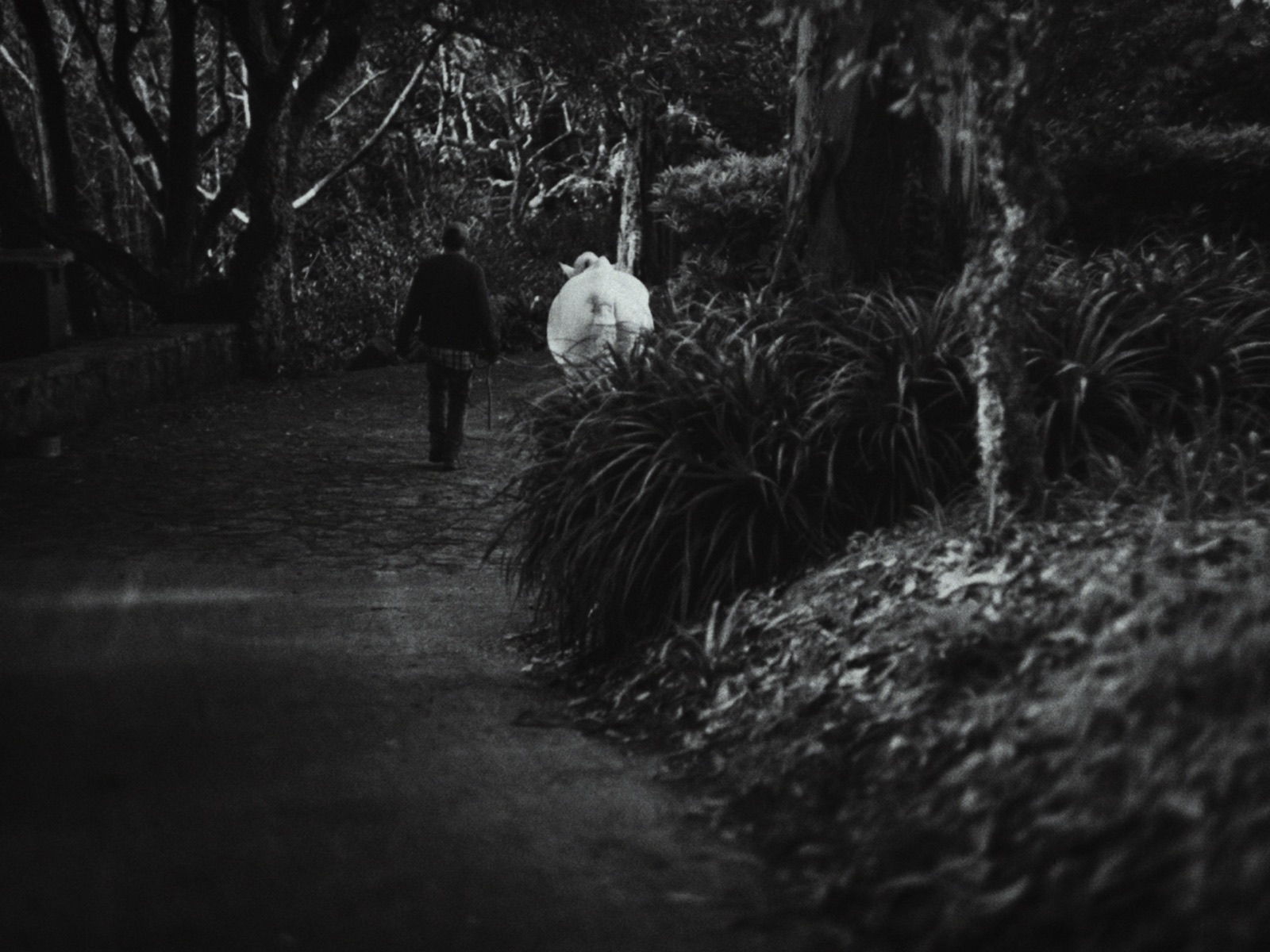 Alegria — passeio