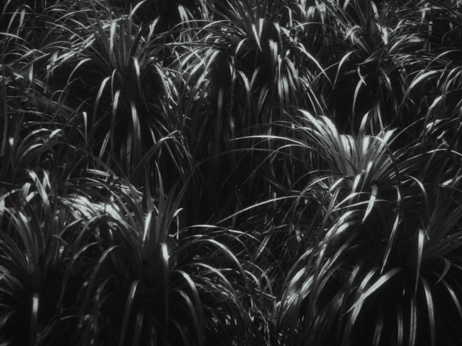 Alegria — plantas