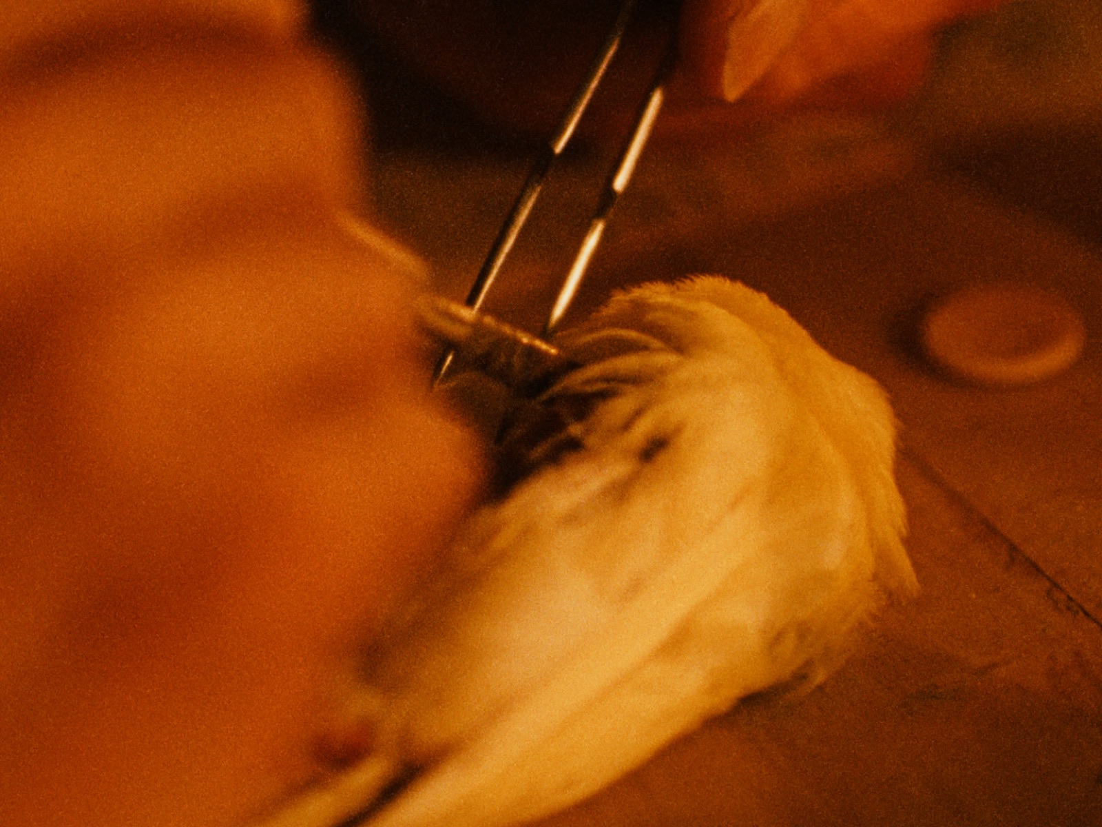 Último Canto — pinca